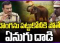 Elephant Attacks while trying to catch thief : Cyber Crime Police | V6 News