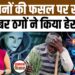 Meri Fasal Mera Byora Portal पर Cyber ठगों ने किसानों के लूट लिए लाखों रुपये। Cyber Fraud। Haryana