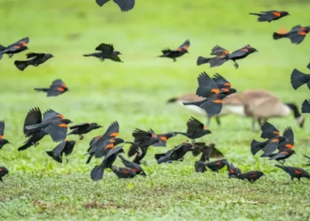 Easier MDM Migrations