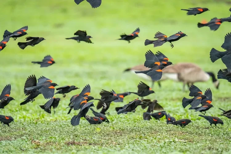 Easier MDM Migrations