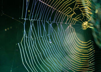 Scattered Lapsus$ Hunters Tied to Targeting of Zendesk Users